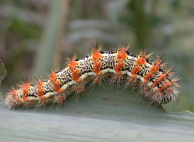 Henry's Marsh Moth